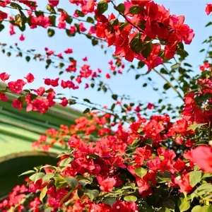 Double Red Bougainvillea Live Plants - Set of 2, 4-6 Inch Tall, Perennial Vine - Image 2