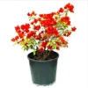 Double Red Bougainvillea Live Plants - Set of 2, 4-6 Inch Tall, Perennial Vine - Image 1