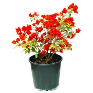 Double Red Bougainvillea Live Plants - Set of 2, 4-6 Inch Tall, Perennial Vine - Image 1