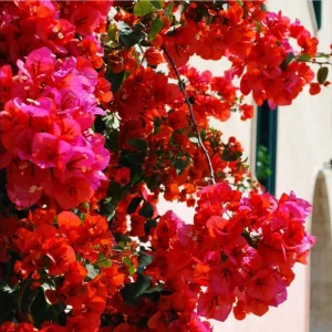 Double Red Bougainvillea Live Plants - Set of 2, 4-6 Inch Tall, Perennial Vine - Image 3