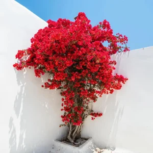 Double Red Bougainvillea Live Plants - Set of 2, 4-6 Inch Tall, Perennial Vine - Image 4