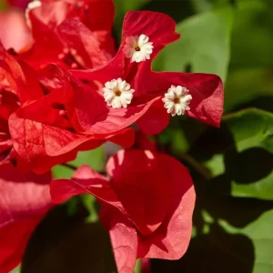 Double Red Bougainvillea Live Plants - Set of 2, 4-6 Inch Tall, Perennial Vine - Image 5