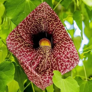 Dutchman's Pipe Vine Live Plant – 4-6 Inch Tall Starter – Outdoor Vine - Image 2