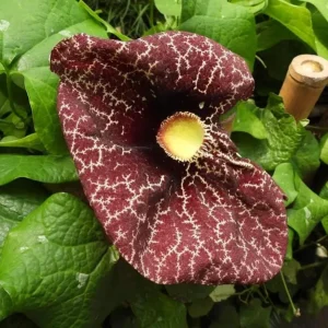 Dutchman's Pipe Vine Live Plant – 4-6 Inch Tall Starter – Outdoor Vine - Image 3