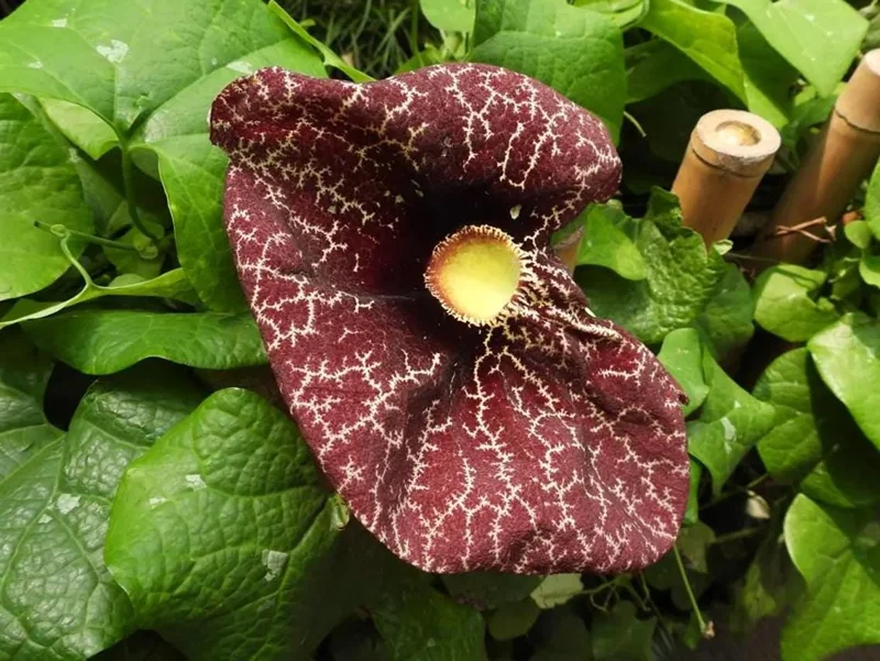 Dutchman's Pipe Vine Live Plant – 4-6 Inch Tall Starter – Outdoor Vine - Image 3