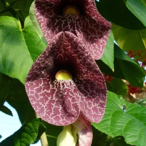 Dutchman's Pipe Vine Live Plant – 4-6 Inch Tall Starter – Outdoor Vine - Image 4