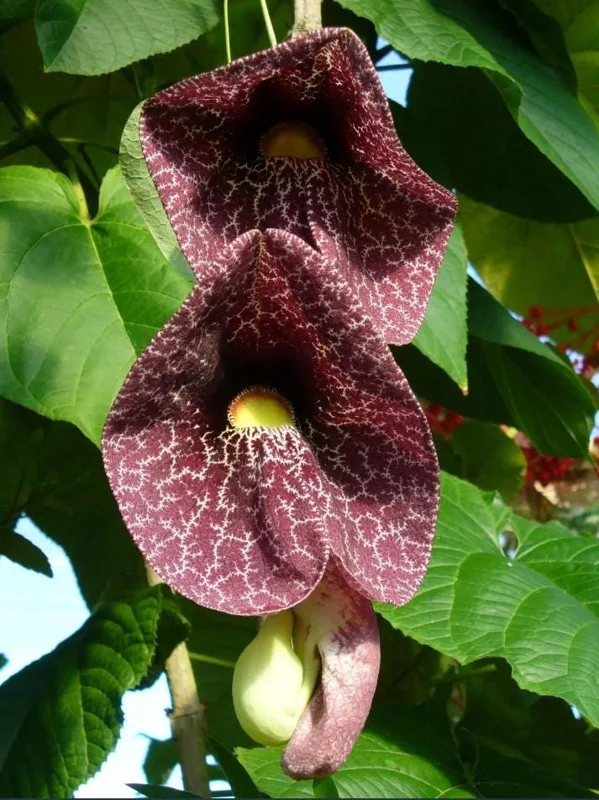 Dutchman's Pipe Vine Live Plant – 4-6 Inch Tall Starter – Outdoor Vine - Image 4