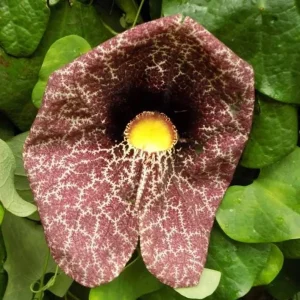 Dutchman's Pipe Vine Live Plant – 4-6 Inch Tall Starter – Outdoor Vine - Image 5