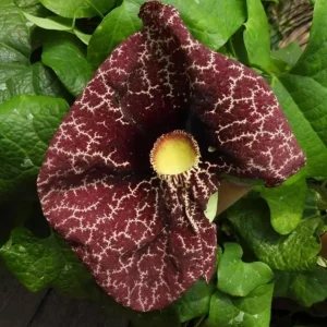 Dutchman's Pipe Vine Live Plant – 4-6 Inch Tall Starter – Outdoor Vine - Image 6
