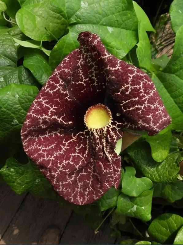 Dutchman's Pipe Vine Live Plant – 4-6 Inch Tall Starter – Outdoor Vine - Image 6