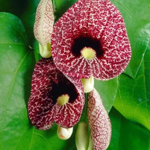 Dutchman's Pipe Vine Live Plant – 4-6 Inch Tall Starter – Outdoor Vine - Image 1