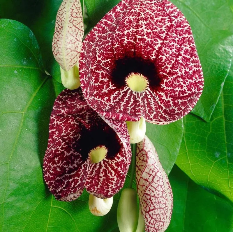 Dutchman's Pipe Vine Live Plant – 4-6 Inch Tall Starter – Outdoor Vine - Image 1