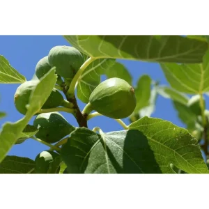 Dwarf Fig Tree Live Plant, Ficus Carica Starter, 4-8 Inch Tall Fruit Plant - Image 2
