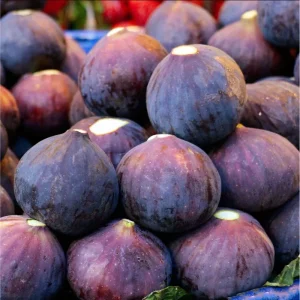 Dwarf Fig Tree Live Plant, Ficus Carica Starter, 4-8 Inch Tall Fruit Plant - Image 1