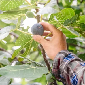 Dwarf Fig Tree Live Plant, Ficus Carica Starter, 4-8 Inch Tall Fruit Plant - Image 4