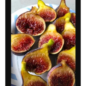 Dwarf Fig Tree Live Plant, Ficus Carica Starter, 4-8 Inch Tall Fruit Plant - Image 5