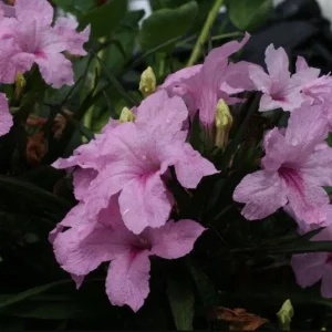 Dwarf Pink Ruellia Live Plants - Pack of 2 Mexican Petunias, 4-9 Inch Tall, Pink Flowers, Outdoor - Image 4