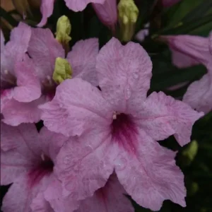 Dwarf Pink Ruellia Live Plants - Pack of 2 Mexican Petunias, 4-9 Inch Tall, Pink Flowers, Outdoor - Image 5