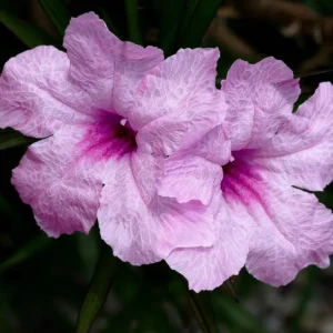 Dwarf Pink Ruellia Live Plants - Pack of 2 Mexican Petunias, 4-9 Inch Tall, Pink Flowers, Outdoor - Image 7