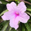 Dwarf Pink Ruellia Live Plants - Pack of 2 Mexican Petunias, 4-9 Inch Tall, Pink Flowers, Outdoor - Image 1