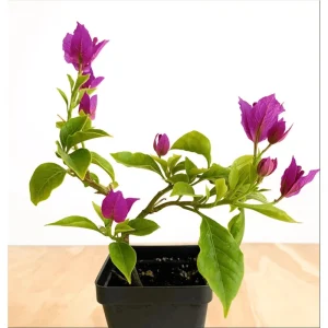 Elizabeth Angus Bougainvillea Live Plants, Purple, 4-6 Inch Tall, 2-Pack - Image 2