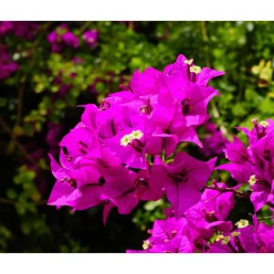 Elizabeth Angus Bougainvillea Live Plants, Purple, 4-6 Inch Tall, 2-Pack - Image 3