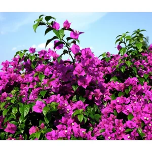 Elizabeth Angus Bougainvillea Live Plants, Purple, 4-6 Inch Tall, 2-Pack - Image 4