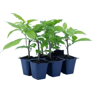 Elizabeth Angus Bougainvillea Live Plants, Purple, 4-6 Inch Tall, 2-Pack - Image 6