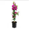 Elizabeth Angus Bougainvillea Live Plants, Purple, 4-6 Inch Tall, 2-Pack - Image 1