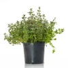 English Thyme Live Starter Plants - 3 Pack, 4-9 Inch Tall Herb for Planting - Image 1