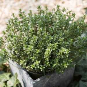 English Thyme Live Starter Plants - 3 Pack, 4-9 Inch Tall Herb for Planting - Image 2