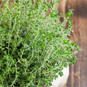 English Thyme Live Starter Plants - 3 Pack, 4-9 Inch Tall Herb for Planting - Image 3