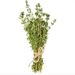 English Thyme Live Starter Plants - 3 Pack, 4-9 Inch Tall Herb for Planting - Image 4