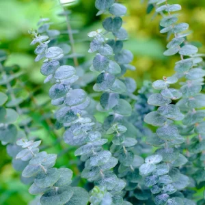 Eucalyptus Silver Dollar Live Plant, 4 to 6 Inch Tall Starter, Indoor Outdoor - Image 3