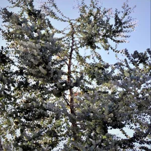 Eucalyptus Silver Dollar Live Plant, 4 to 6 Inch Tall Starter, Indoor Outdoor - Image 7