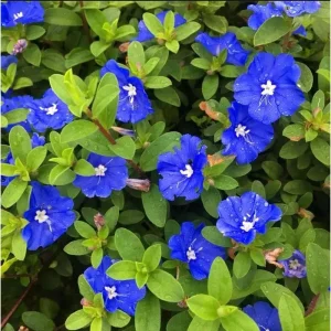 Evolvulus Blue Daze Live Starter Plants, 2-Pack, 4-8 Inches Tall, True Blue Blooms - Image 2