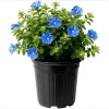 Evolvulus Blue Daze Live Starter Plants, 2-Pack, 4-8 Inches Tall, True Blue Blooms - Image 1