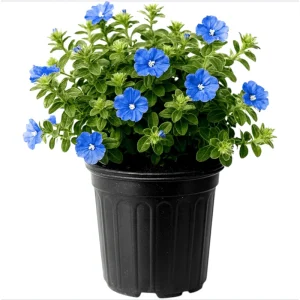 Evolvulus Blue Daze Live Starter Plants, 2-Pack, 4-8 Inches Tall, True Blue Blooms - Image 1