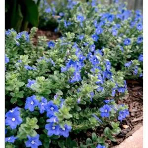 Evolvulus Blue Daze Live Starter Plants, 2-Pack, 4-8 Inches Tall, True Blue Blooms - Image 3