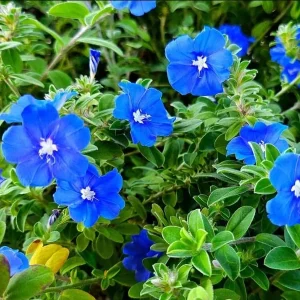 Evolvulus Blue Daze Live Starter Plants, 2-Pack, 4-8 Inches Tall, True Blue Blooms - Image 4