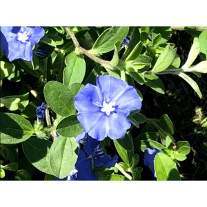 Evolvulus Blue Daze Live Starter Plants, 2-Pack, 4-8 Inches Tall, True Blue Blooms - Image 5
