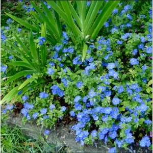 Evolvulus Blue Daze Live Starter Plants, 2-Pack, 4-8 Inches Tall, True Blue Blooms - Image 6