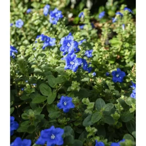 Evolvulus Blue Daze Live Starter Plants, 2-Pack, 4-8 Inches Tall, True Blue Blooms - Image 7