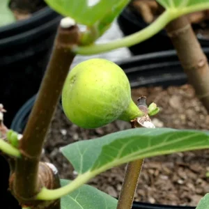 Ficus Carica Louisiana Gold Fig Tree Live Starter Plant – 4-8 Inch Tall Fruit Tree - Image 3