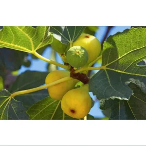 Ficus Carica Louisiana Gold Fig Tree Live Starter Plant – 4-8 Inch Tall Fruit Tree - Image 7