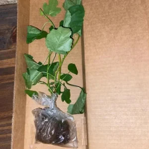 Ficus Carica Louisiana Gold Fig Tree Live Starter Plant – 4-8 Inch Tall Fruit Tree - Image 8