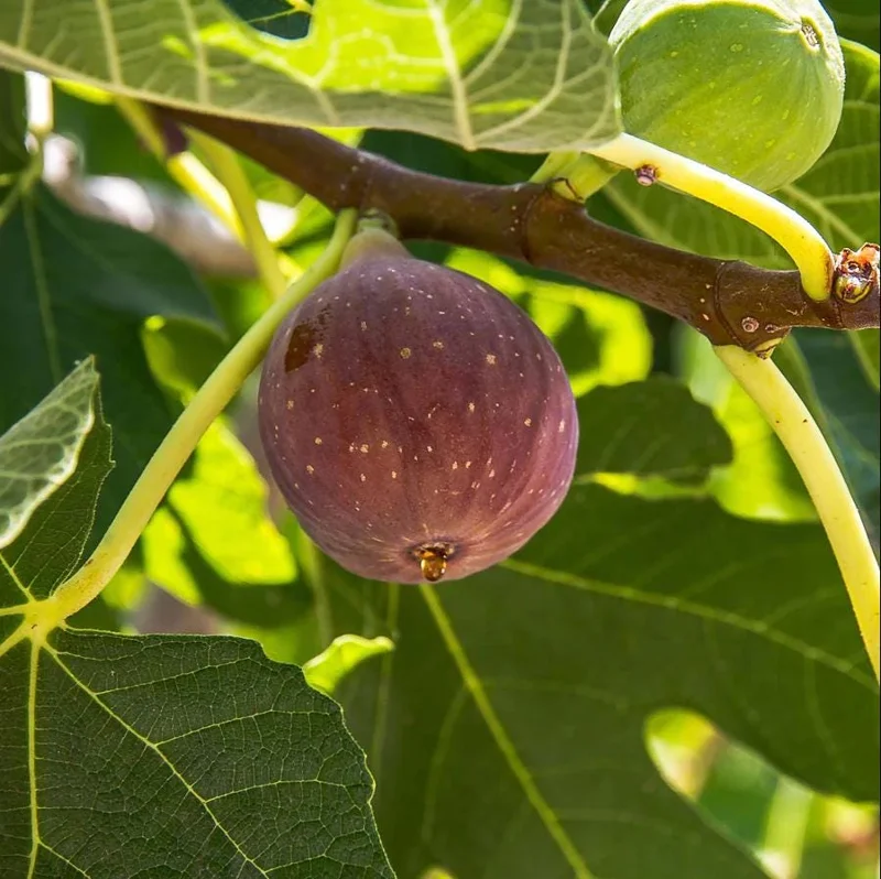 Fignomenal Fig Tree Live Plant, Dwarf Ficus Carica, 4-8 Inch Tall, Fruit Tree - Image 4