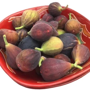Fignomenal Fig Tree Live Plant, Dwarf Ficus Carica, 4-8 Inch Tall, Fruit Tree - Image 5