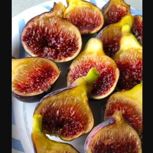 Fignomenal Fig Tree Live Plant, Dwarf Ficus Carica, 4-8 Inch Tall, Fruit Tree - Image 7