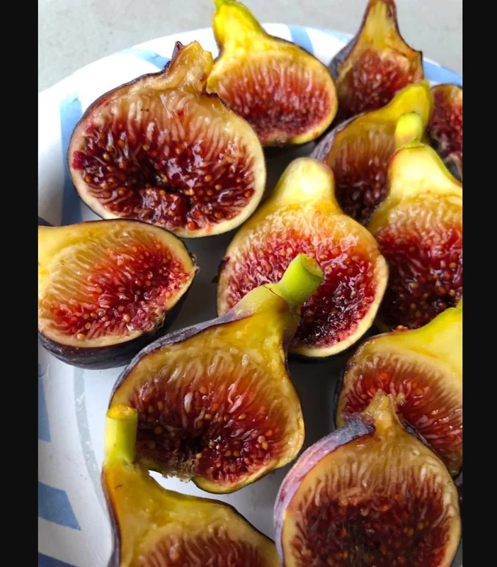 Fignomenal Fig Tree Live Plant, Dwarf Ficus Carica, 4-8 Inch Tall, Fruit Tree - Image 7